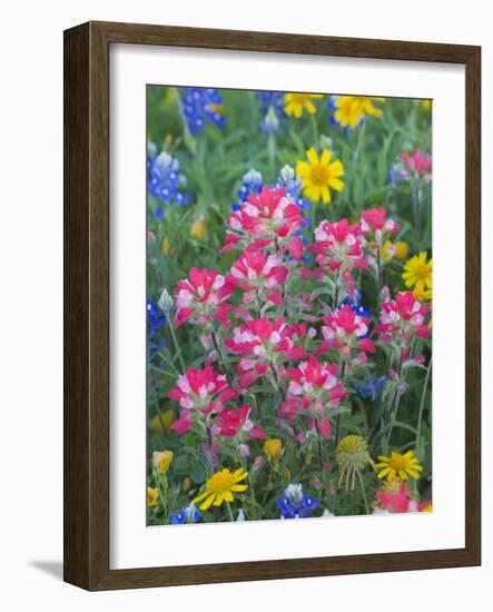 Blue Bonnets, Arnica, and Indian Paintbrush, Near Cuero, Texas, USA-Darrell Gulin-Framed Photographic Print