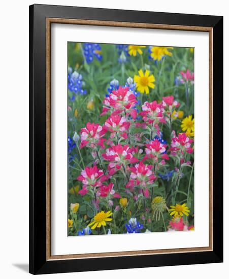 Blue Bonnets, Arnica, and Indian Paintbrush, Near Cuero, Texas, USA-Darrell Gulin-Framed Photographic Print