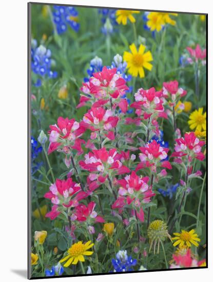 Blue Bonnets, Arnica, and Indian Paintbrush, Near Cuero, Texas, USA-Darrell Gulin-Mounted Photographic Print