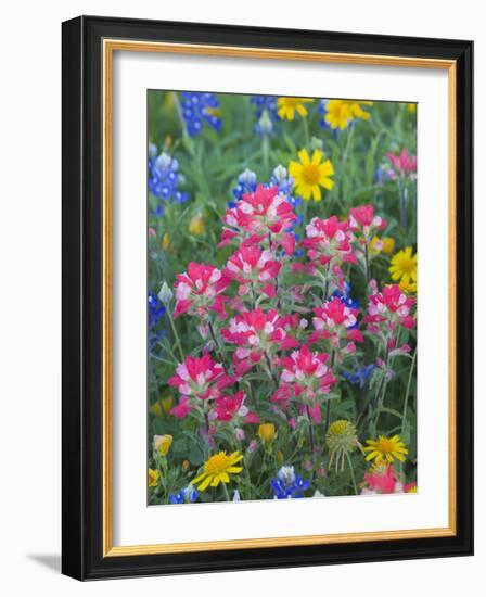 Blue Bonnets, Arnica, and Indian Paintbrush, Near Cuero, Texas, USA-Darrell Gulin-Framed Photographic Print