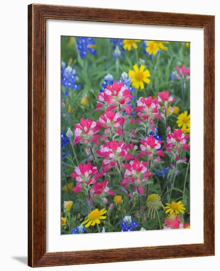 Blue Bonnets, Arnica, and Indian Paintbrush, Near Cuero, Texas, USA-Darrell Gulin-Framed Photographic Print