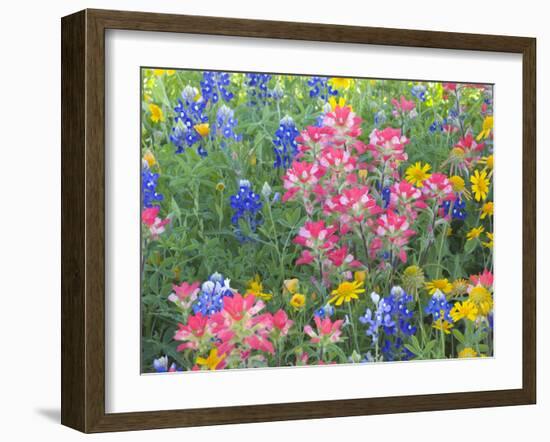 Blue Bonnets, Arnica, and Indian Paintbrush, Near Cuero, Texas, USA-Darrell Gulin-Framed Photographic Print