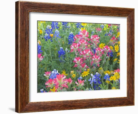 Blue Bonnets, Arnica, and Indian Paintbrush, Near Cuero, Texas, USA-Darrell Gulin-Framed Photographic Print