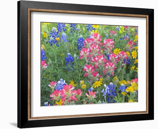 Blue Bonnets, Arnica, and Indian Paintbrush, Near Cuero, Texas, USA-Darrell Gulin-Framed Photographic Print