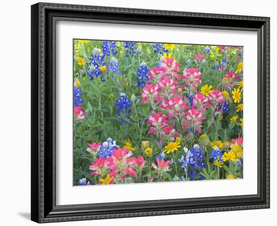 Blue Bonnets, Arnica, and Indian Paintbrush, Near Cuero, Texas, USA-Darrell Gulin-Framed Photographic Print