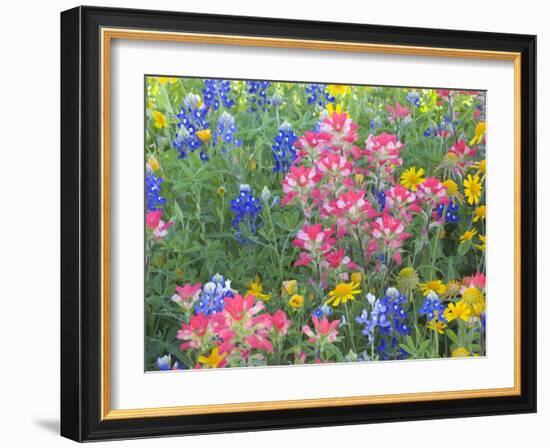 Blue Bonnets, Arnica, and Indian Paintbrush, Near Cuero, Texas, USA-Darrell Gulin-Framed Photographic Print