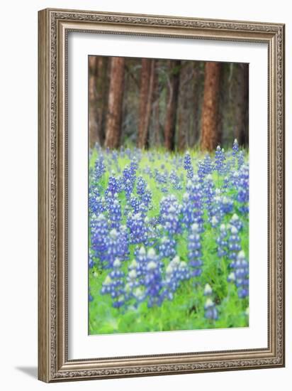 Blue Bonnets at Wawona, Yosemite National Park-Vincent James-Framed Photographic Print