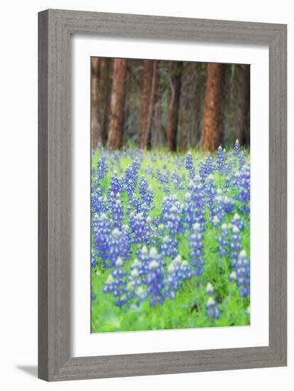 Blue Bonnets at Wawona, Yosemite National Park-Vincent James-Framed Photographic Print