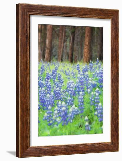 Blue Bonnets at Wawona, Yosemite National Park-Vincent James-Framed Photographic Print