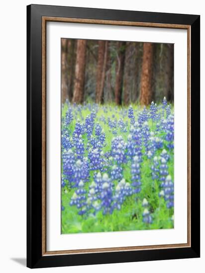 Blue Bonnets at Wawona, Yosemite National Park-Vincent James-Framed Photographic Print