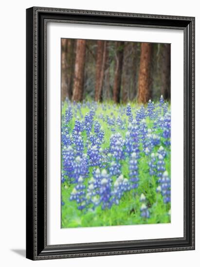 Blue Bonnets at Wawona, Yosemite National Park-Vincent James-Framed Photographic Print