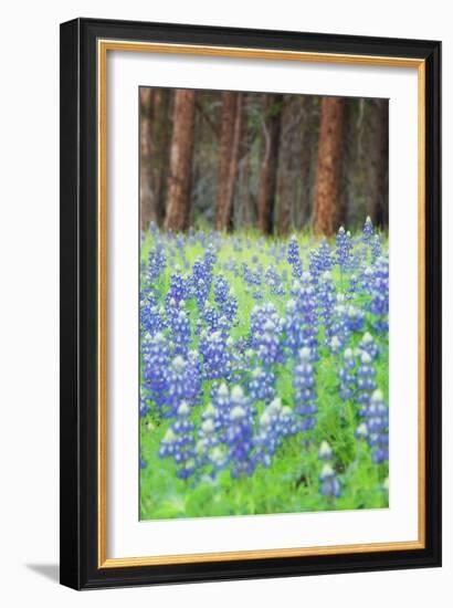 Blue Bonnets at Wawona, Yosemite National Park-Vincent James-Framed Photographic Print