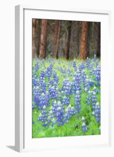 Blue Bonnets at Wawona, Yosemite National Park-Vincent James-Framed Photographic Print