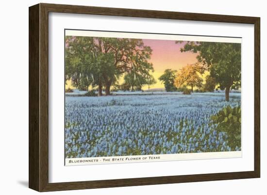 Blue Bonnets, State Flower of Texas-null-Framed Premium Giclee Print