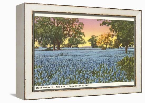 Blue Bonnets, State Flower of Texas-null-Framed Stretched Canvas