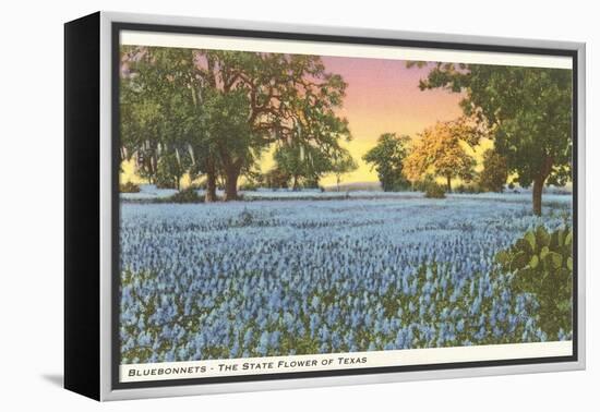 Blue Bonnets, State Flower of Texas-null-Framed Stretched Canvas