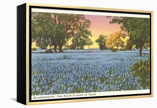 Blue Bonnets, State Flower of Texas-null-Framed Stretched Canvas