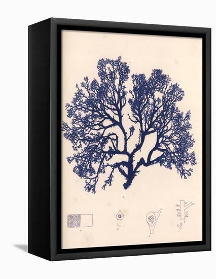 Blue Botanical Study I-Kimberly Poloson-Framed Stretched Canvas