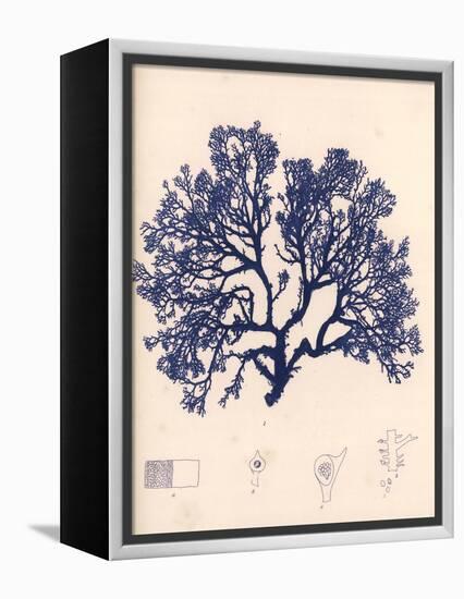 Blue Botanical Study I-Kimberly Poloson-Framed Stretched Canvas