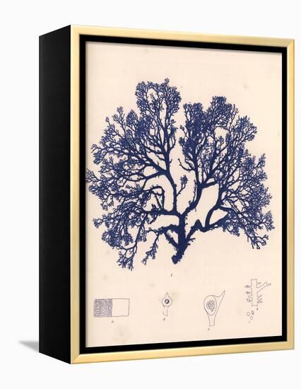 Blue Botanical Study I-Kimberly Poloson-Framed Stretched Canvas