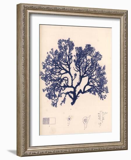 Blue Botanical Study I-Kimberly Poloson-Framed Art Print