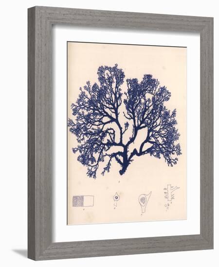 Blue Botanical Study I-Kimberly Poloson-Framed Art Print