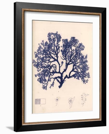 Blue Botanical Study I-Kimberly Poloson-Framed Art Print