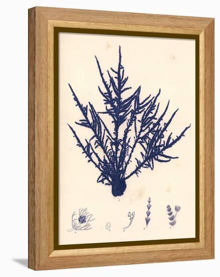 Blue Botanical Study II-Kimberly Poloson-Framed Stretched Canvas