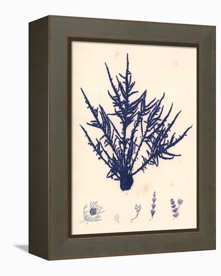 Blue Botanical Study II-Kimberly Poloson-Framed Stretched Canvas