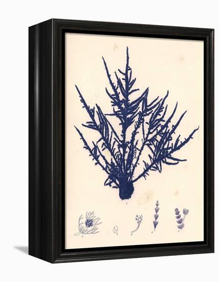 Blue Botanical Study II-Kimberly Poloson-Framed Stretched Canvas