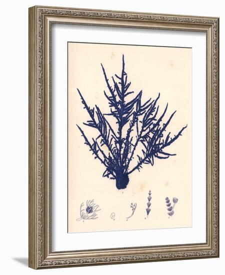 Blue Botanical Study II-Kimberly Poloson-Framed Art Print