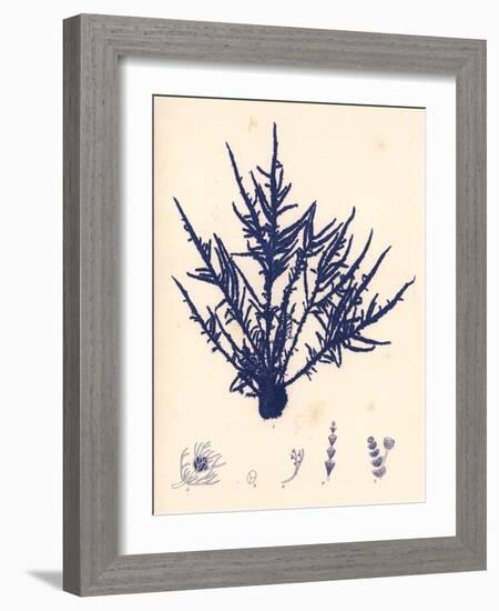 Blue Botanical Study II-Kimberly Poloson-Framed Art Print