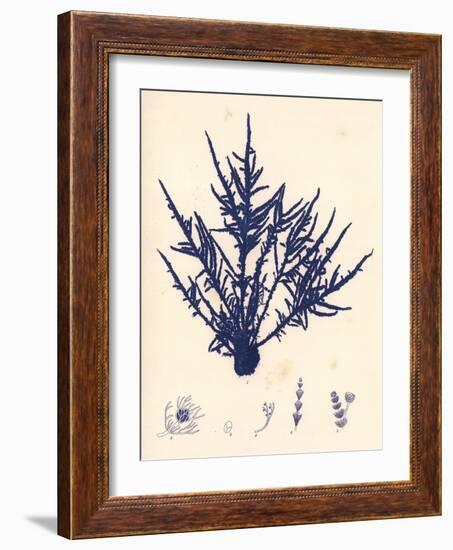 Blue Botanical Study II-Kimberly Poloson-Framed Art Print