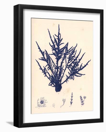 Blue Botanical Study II-Kimberly Poloson-Framed Art Print