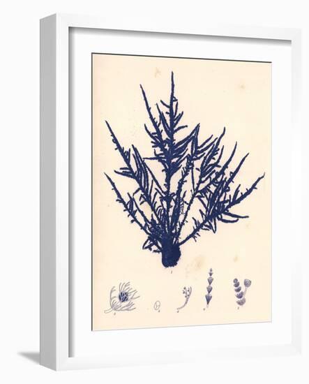 Blue Botanical Study II-Kimberly Poloson-Framed Art Print