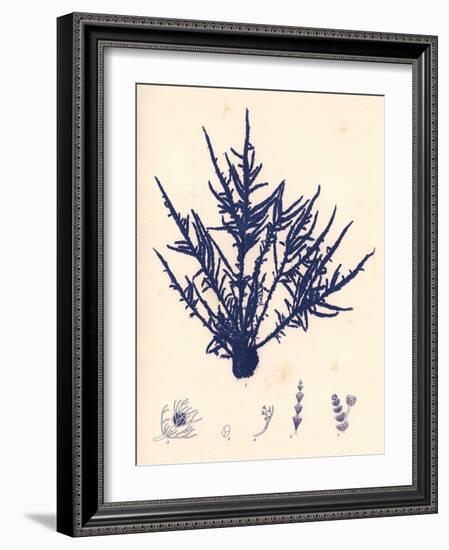 Blue Botanical Study II-Kimberly Poloson-Framed Art Print