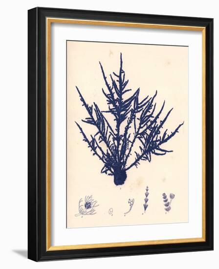 Blue Botanical Study II-Kimberly Poloson-Framed Art Print