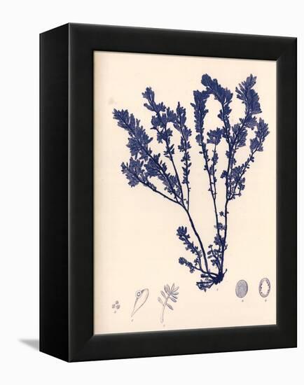 Blue Botanical Study III-Kimberly Poloson-Framed Stretched Canvas