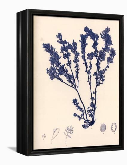 Blue Botanical Study III-Kimberly Poloson-Framed Stretched Canvas