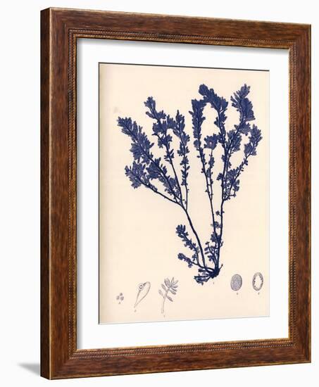 Blue Botanical Study III-Kimberly Poloson-Framed Art Print