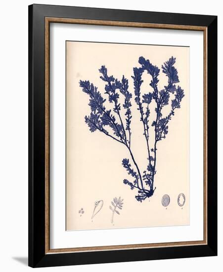 Blue Botanical Study III-Kimberly Poloson-Framed Art Print