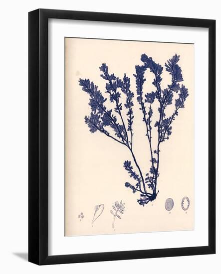 Blue Botanical Study III-Kimberly Poloson-Framed Art Print