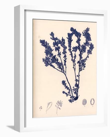 Blue Botanical Study III-Kimberly Poloson-Framed Art Print