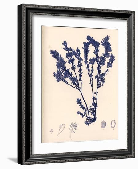 Blue Botanical Study III-Kimberly Poloson-Framed Art Print