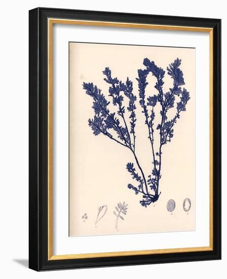 Blue Botanical Study III-Kimberly Poloson-Framed Art Print