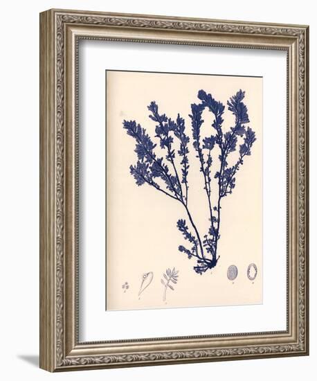 Blue Botanical Study III-Kimberly Poloson-Framed Art Print