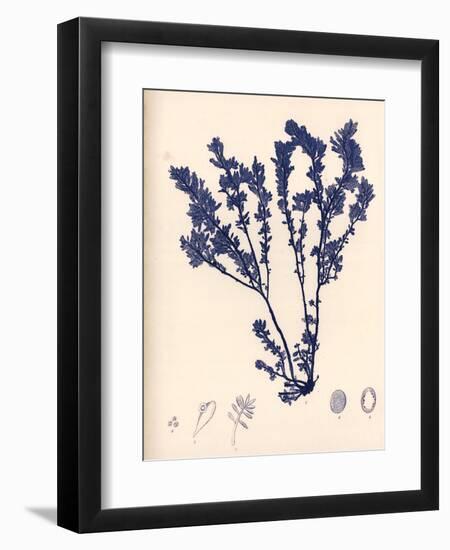 Blue Botanical Study III-Kimberly Poloson-Framed Art Print