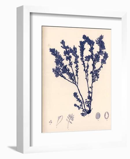 Blue Botanical Study III-Kimberly Poloson-Framed Art Print