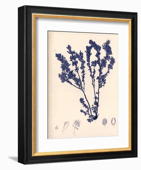 Blue Botanical Study III-Kimberly Poloson-Framed Art Print