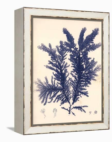 Blue Botanical Study IV-Kimberly Poloson-Framed Stretched Canvas